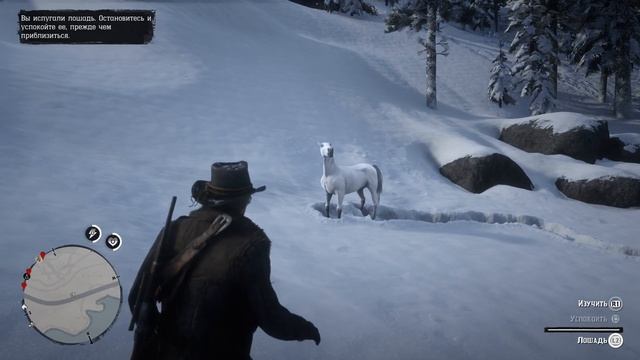 Red Dead Redemption 2 как приручить белую арабскую лошадь