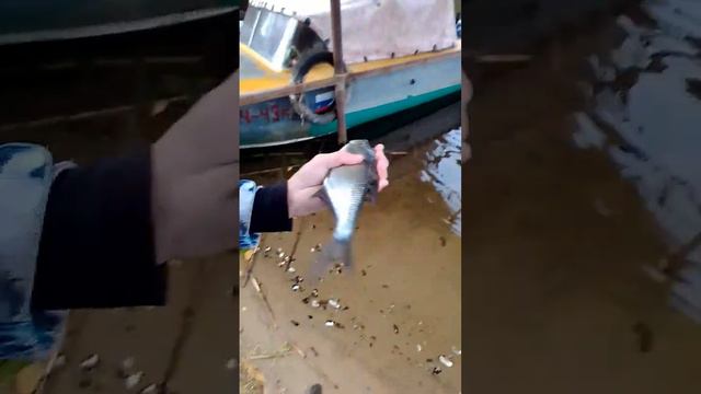 подлещик#донка #рыбалка #рыбалка #fishing #природа #fishinglife #shortvideo #fish #новости#top#окун