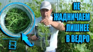 СКОЛЬКО ГРОЗДЕЙ ОСТАВЛЯТЬ НА ВИНОГРАДЕ - ЗОЛОТАЯ СЕРЕДИНА. ВИНОГРАД В ТЕПЛИЦЕ