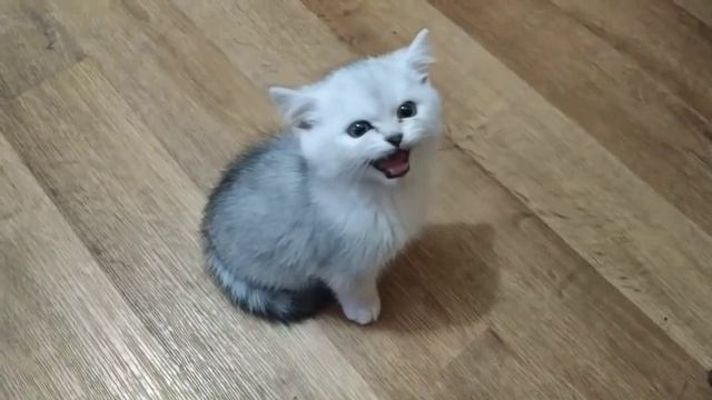 шизокот