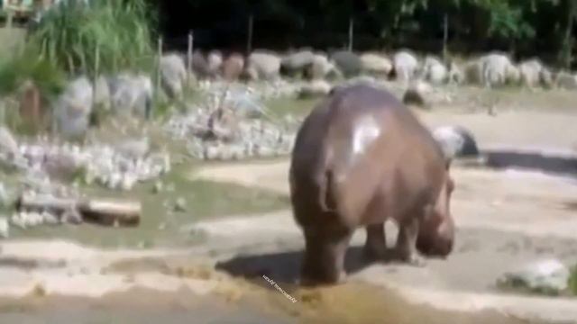 Духансныщ бегемота.Duhanshnysh behemoth. смотреть онлайн