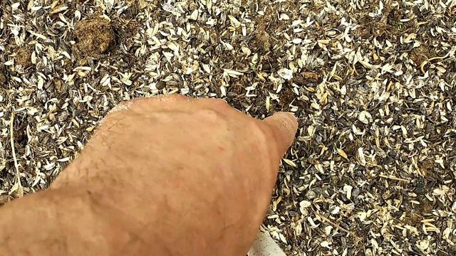 ✓1025. Посадил у себя Ежевику. смотреть онлайн