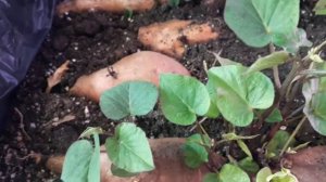 проращиваем батат. что делать с черенками?