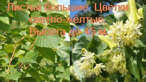 Липа.  Виды Липы