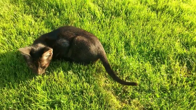 Чаузи F1 Black самый редкий окрас ( Черный с сединой) смотреть онлайн