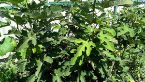 Инжир - реально и легко .