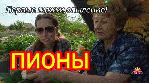 Наши первый шаги в опылении пионов. 2018 год / Сад Ворошиловой