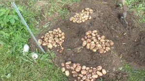 Элитный картофель. Обновление сортов. Ленинградская область,Гатчинский район.