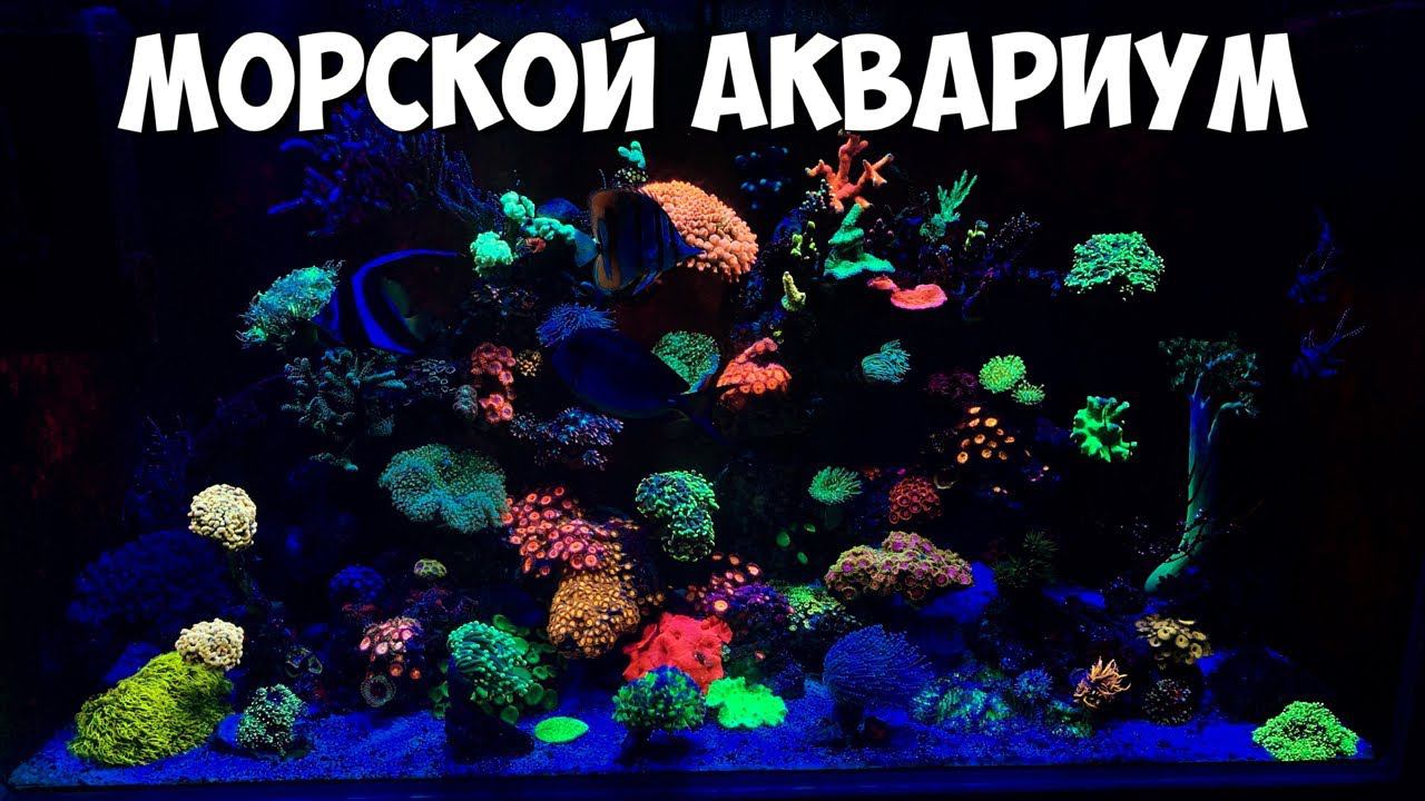 Морской аквариум и его обитатели смотреть онлайн