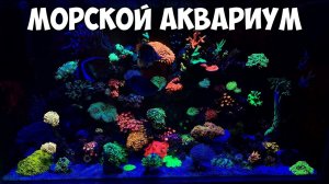 Морской аквариум и его обитатели