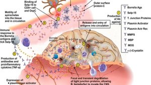 Иксодовые клещевые боррелиозы