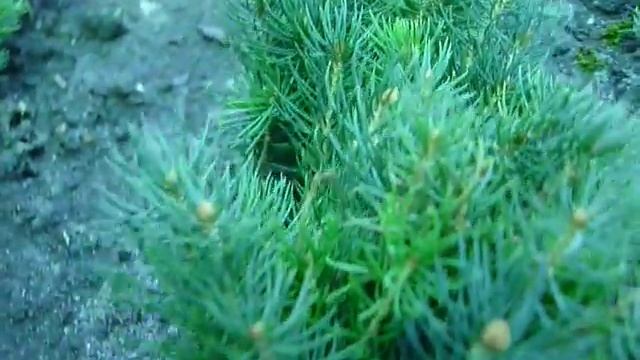 Сеянцы голубой ели. Ель колючая голубая 2-х летка