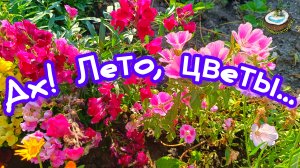 Ах, лето! Ах, эти цветы... 😍🌸🌺🌹