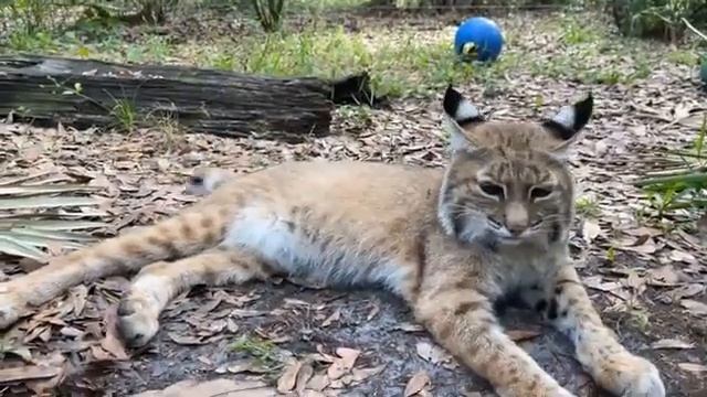 Big Cat Rescue LIVE Q&A with Brittany at Big Cat Rescue-06 19 2022 смотреть онлайн