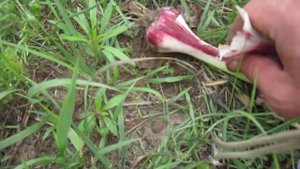 Недостатки выращивания чеснока под соломой