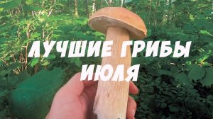 Лучшие белые этого лета! Тихая охота. Грибник. Грибоискатель по своим местам. Белый гриб прёт Обабок