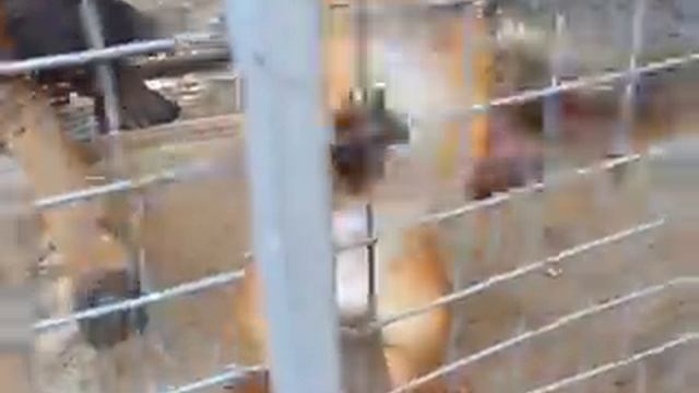 Белка в клетке.wmv смотреть онлайн