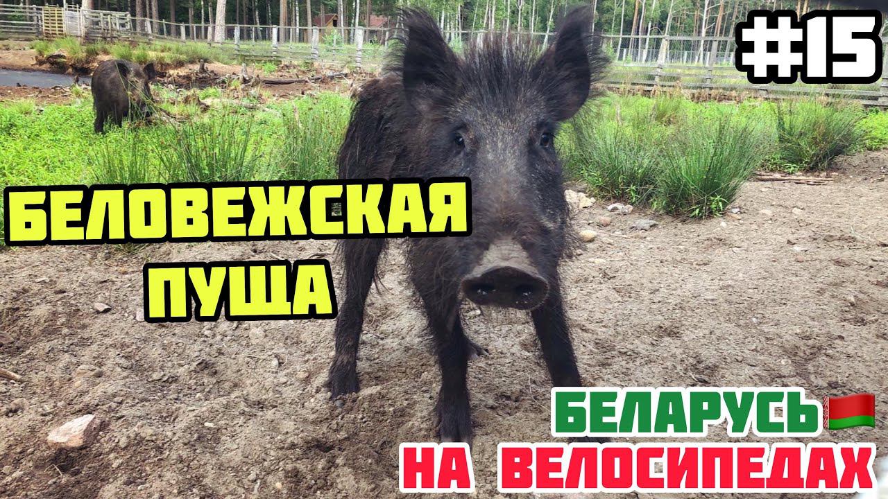 БЕЛОВЕЖСКАЯ ПУЩА // Беларусь на велосипедах