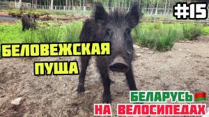 БЕЛОВЕЖСКАЯ ПУЩА // Беларусь на велосипедах