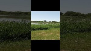 Пруд🪷🌿🐟.