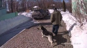 Восточно-европейская овчарка. Столкновение характеров. Ситуативная дрессировка.