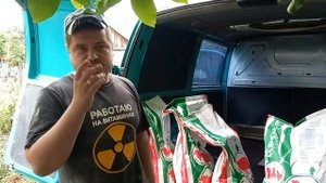 Корм для свиней на горохе ( финиш ) свиньи весом от 100 кг. Откорм свиней. Свиноводство.