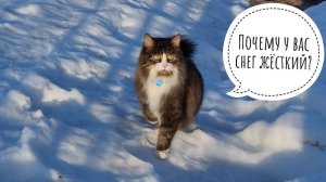 У филина Ёлки окна запотели, сыч Лучик обживает совешню, кот Мурлок проверяет, всё ли в порядке