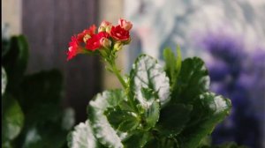 African violets flower time laps