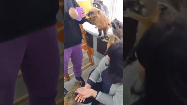 В гостях у енотов и носух, февраль 23 г. смотреть онлайн