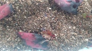 Бегония краснолистная - укореняем кусочком листа! супер результат!