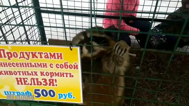 Новосибирск. Прогулка по городу. 10/03/2018 смотреть онлайн