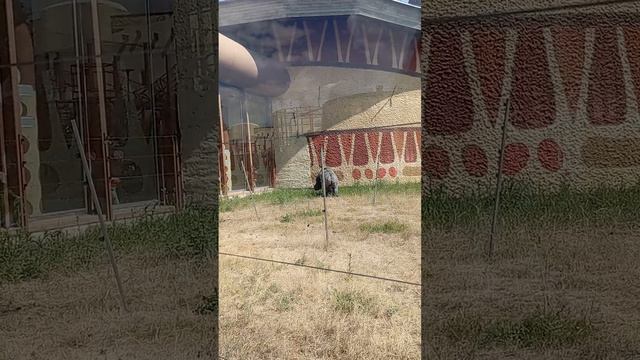 Горилла. Большая обезьяна. Казань. Зоопарк. Лето 2023
