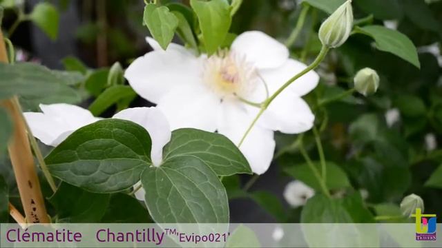 Clématite Chantilly 'Evipo021' смотреть онлайн