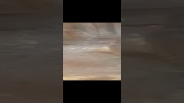 Трёх месячный молодняк охотничьего промыслового фазана