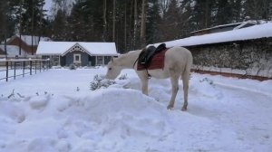 лошади и алабаи на тренировку.                Усадьба Кархула племпитомник САО