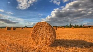 Нейромонах Феофан – Козаки (full ver)