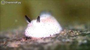 Тайны морских глубин: морские слизни невероятной красоты