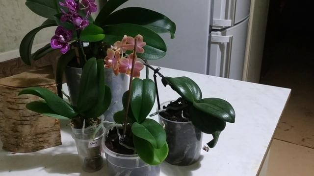 Мини фаленопсисы.Уход и содержание.