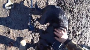 Коп металла с xp deus .  Хороший результат.