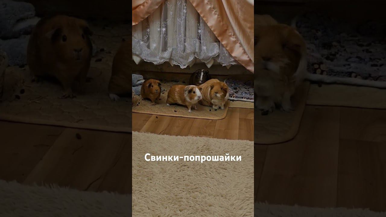 Свинки просят вкусное #морскиесвинки #морскаясвинка #guineapig