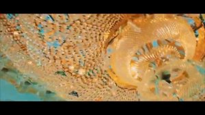 #зухраасельдерова Кумыкские свадьбы??? «ЧАЛ ЧАЛ» Свадебный Дагестан????