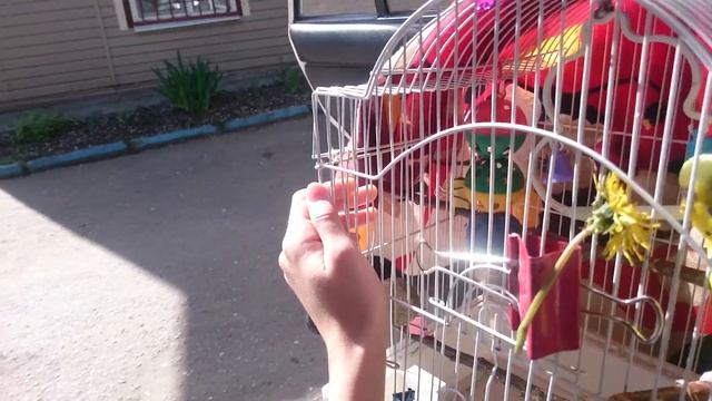 Как Перевозить Попугая