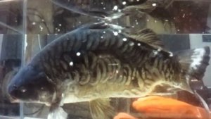 Карась глубокая отморозка и оживление!