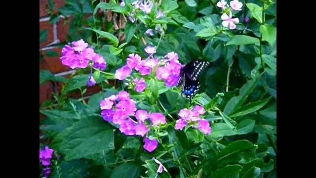black swallowtail butterfly on phlox смотреть онлайн