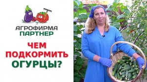 ЧЕМ ПОДКОРМИТЬ ОГУРЦЫ?