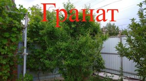 Выращивание граната в Краснодарском крае,как перезимовал?обрезка граната.