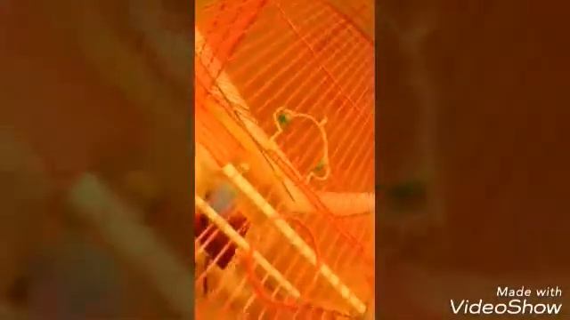 Попугаи смотреть онлайн