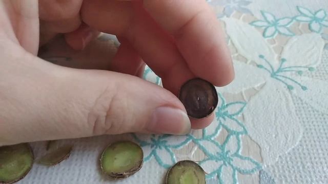 ДЕНЕЖНОЕ ДЕРЕВО. КАК СРЕЗАТЬ ГНИЛУЮ ЧАСТЬ СТВОЛА У ТОЛСТЯНКИ? БОРЮСЬ ЗА СВОЮ КРАССУЛУ. смотреть онлайн