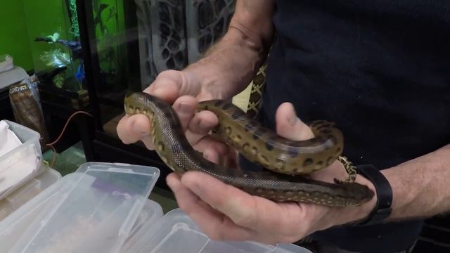 PICK THE BEST PET SNAKE - SNAKE CARE GUIDE смотреть онлайн