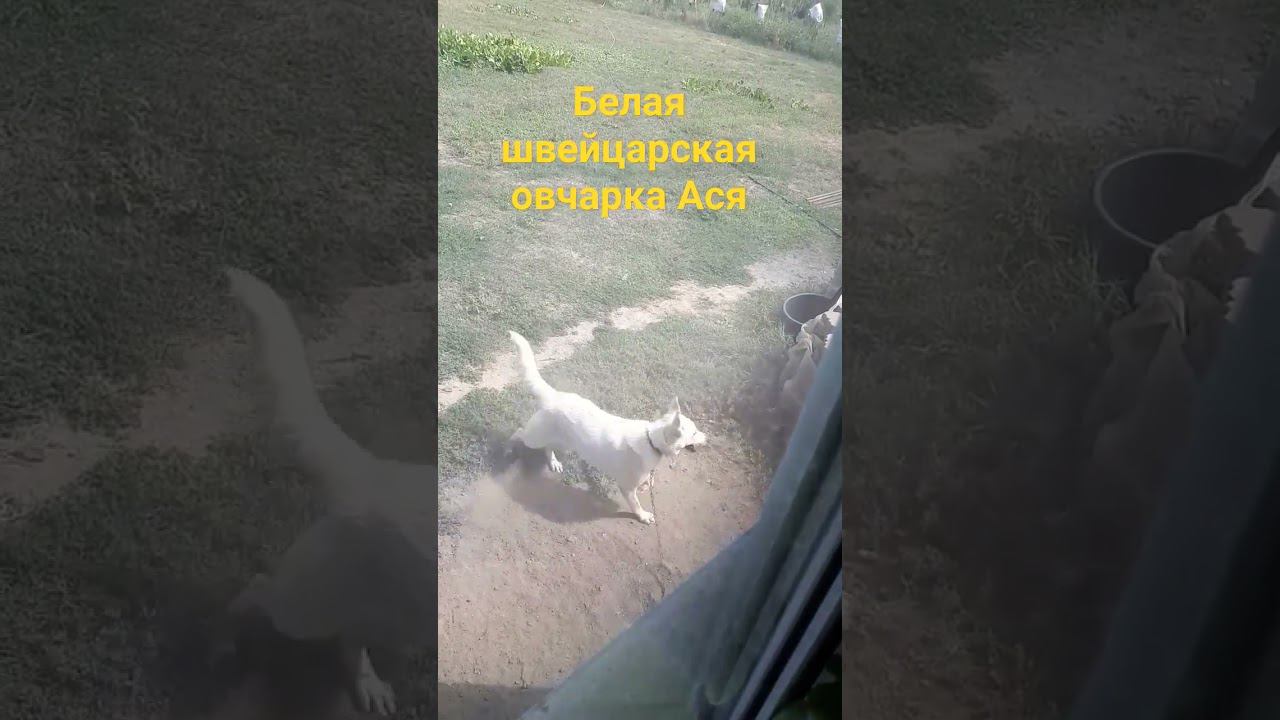 Белая швейцарская овчарка Ася